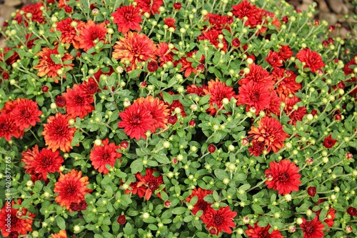 Beautiful bright red Chrysanthemum flowers grow in abundance in the garden area © Anatolijs