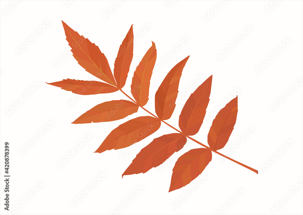 Autumn tree twig and yellow-red leaves on a white background. Seasonal illustration, vector. Isolated image, copy space. Autumn tree twig and yellow-red leaves on a white background. Seasonal illustration, vector. Isolated image, copy space.