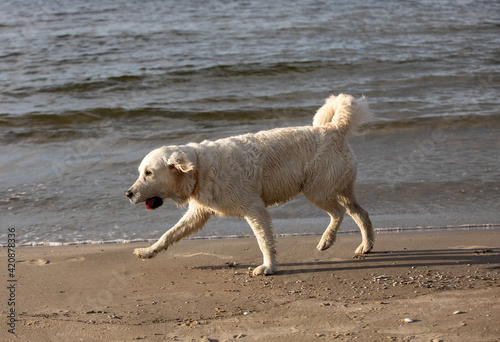 Golden retriever plays in the water on the beach © wjarek