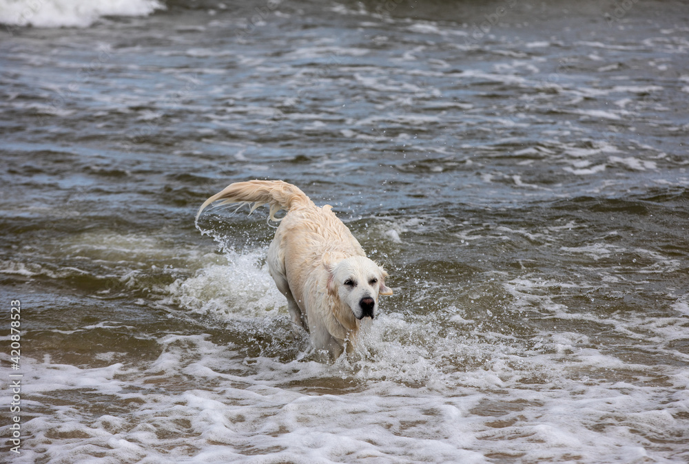 Golden retriever plays in the water on the beach Golden retriever plays in the water on the beach