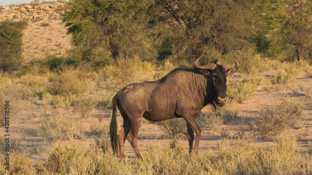 A wildebeest feeding on karoo bushes and dig up soil in Kgalagadi Transfrontier Park. A wildebeest feeding on karoo bushes and dig up soil in Kgalagadi Transfrontier Park.