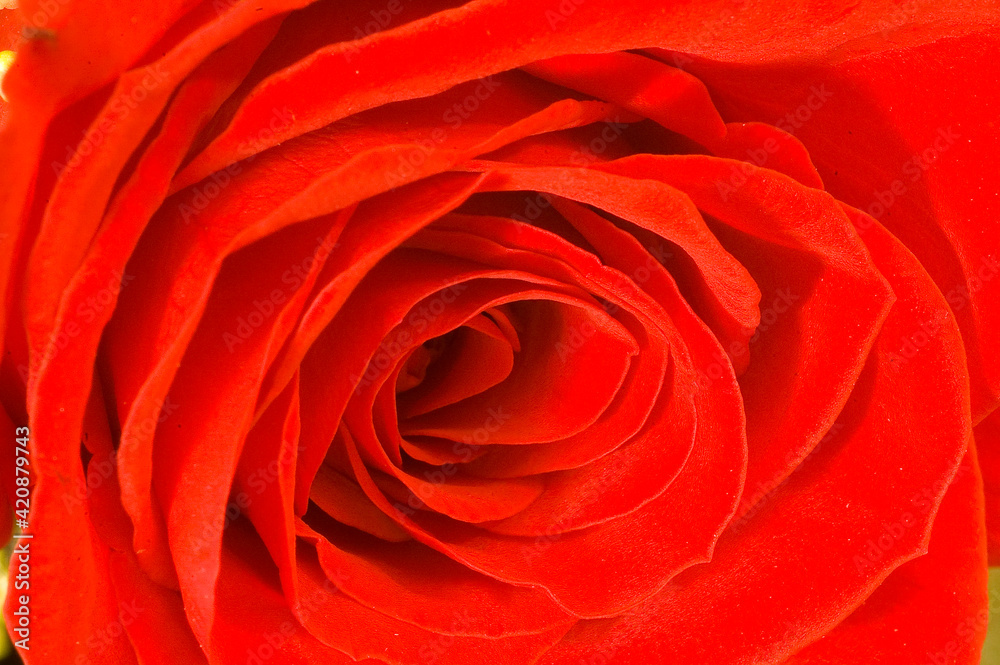 Red roses Red roses