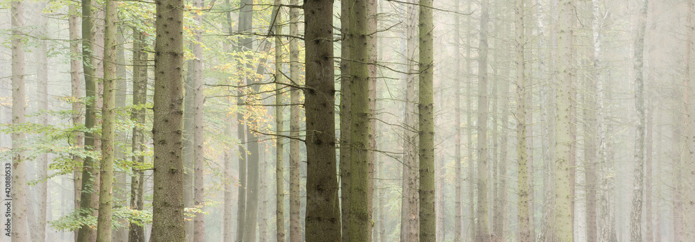 Panoramic Background Wallpaper of Foggy Forest in Autumn Panoramic Background Wallpaper of Foggy Forest in Autumn