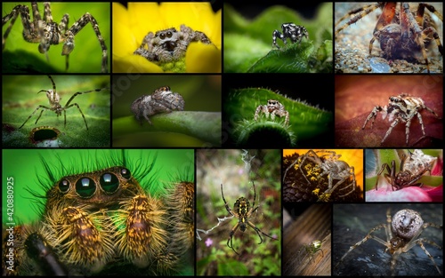 Macro Arachnid Spider Collage photo