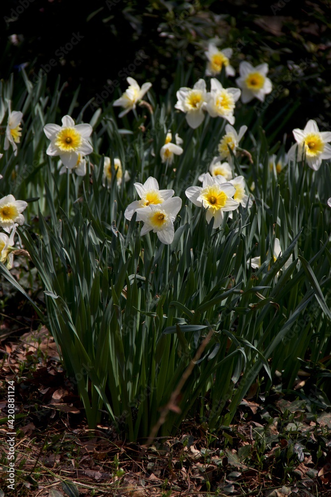 Flowers blooming in the beginning of Spring. Flowers blooming in the beginning of Spring.