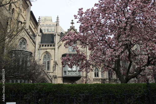 Cherry blossom trees blooming in the city streets at the beginning of Spring.