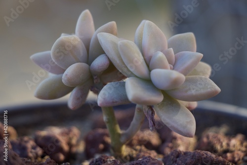 close up of a plant