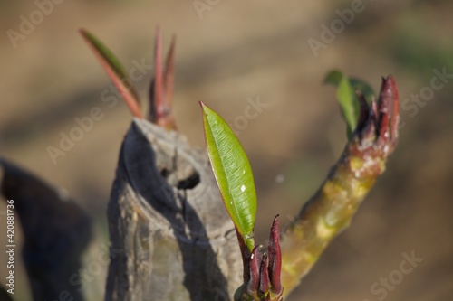 spring