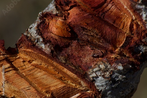 moth on tree