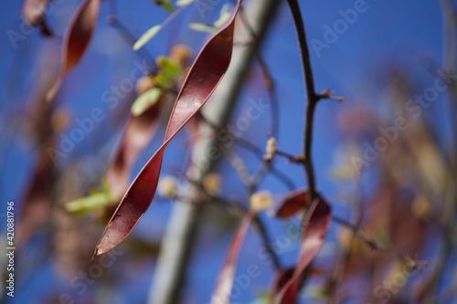 autumn leaves in the wind
