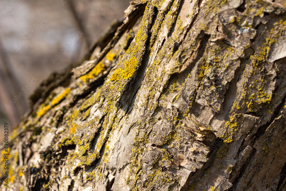Macro abstract texture background of moss and lichen growing on mature crabapple tree bark in springtime Macro abstract texture background of moss and lichen growing on mature crabapple tree bark in springtime
