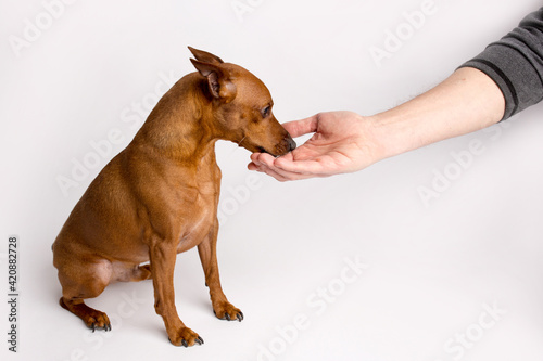 Miniature brown pinscher on a white background. Emotions of a dog.