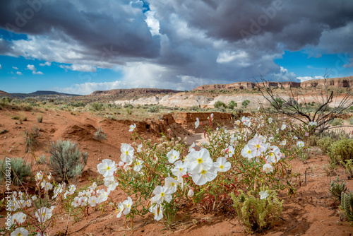 Evening Primrose in Grand Staircase Escalante National Monument. 