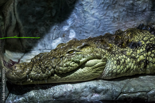 Crocodiles © andreymuravin