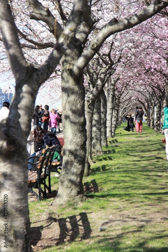 Roosevelt Island cherry blossom blooming with the skyline of Manhattan.