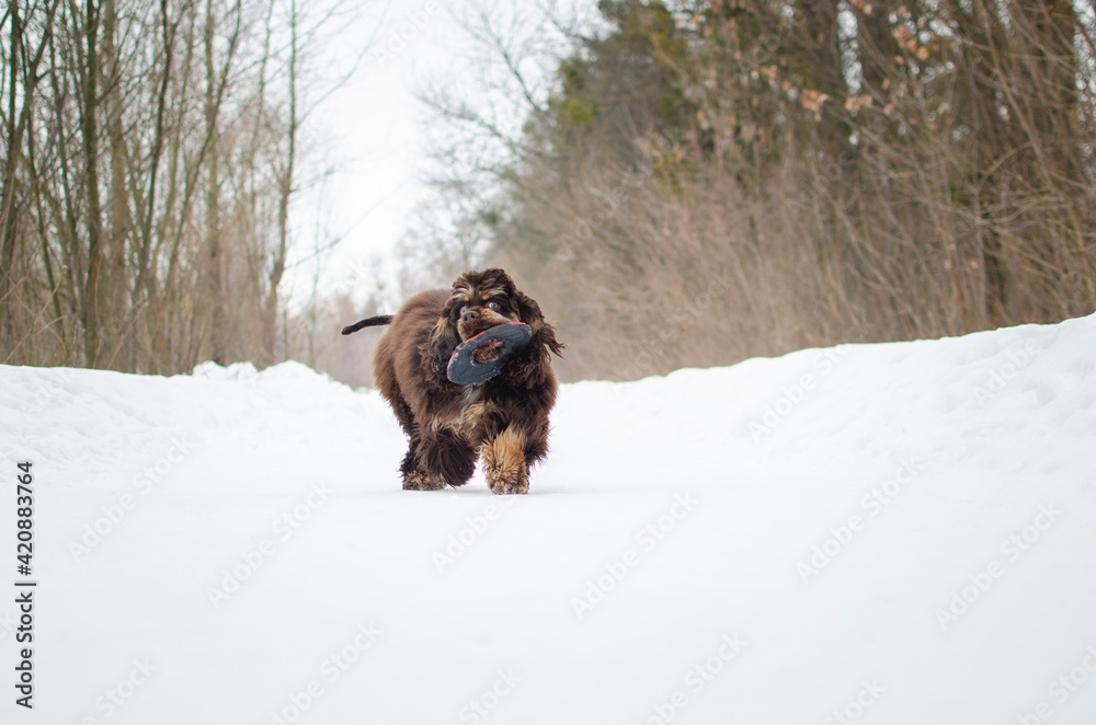 Cute playful brown dog american cocker spaniel in winter forest or park. Cute chocolate tricolor puppy in snow Cute playful brown dog american cocker spaniel in winter forest or park. Cute chocolate tricolor puppy in snow
