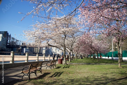 Roosevelt Island cherry blossom blooming with the skyline of Manhattan.