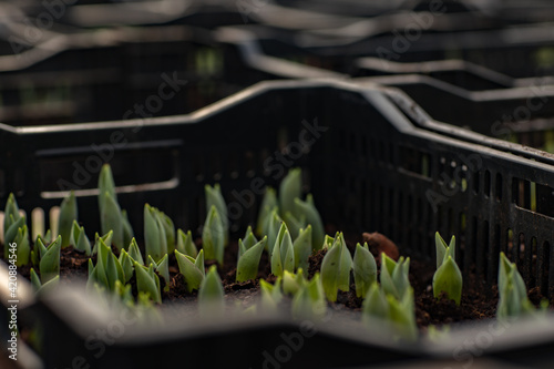 green fresh tulips growing in the greenhouse