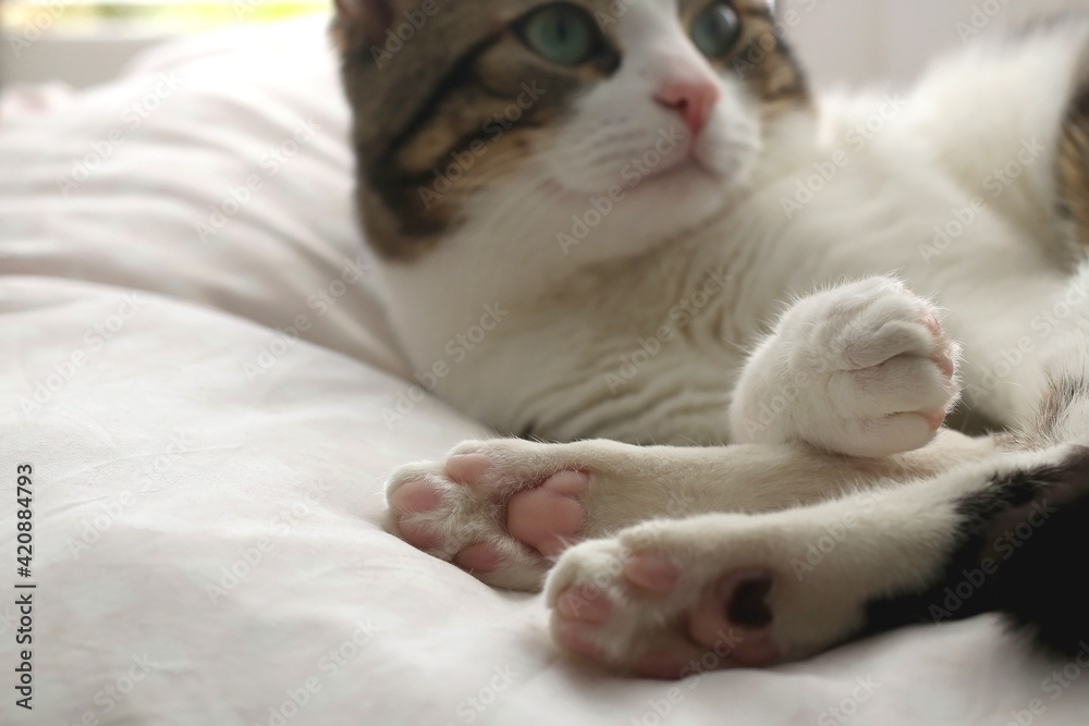 Cute tabby cat sleeping on a pillow. Close-up of paws. Selective focus.