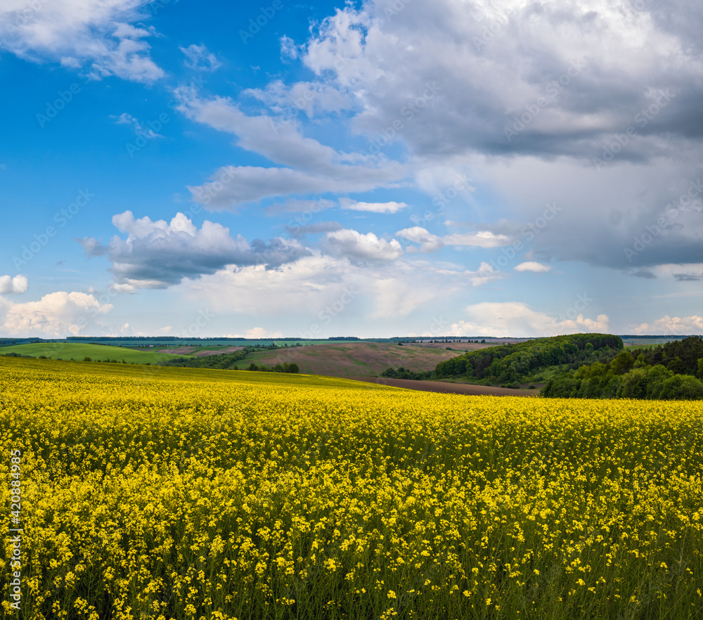 Spring rapeseed yellow blooming fields