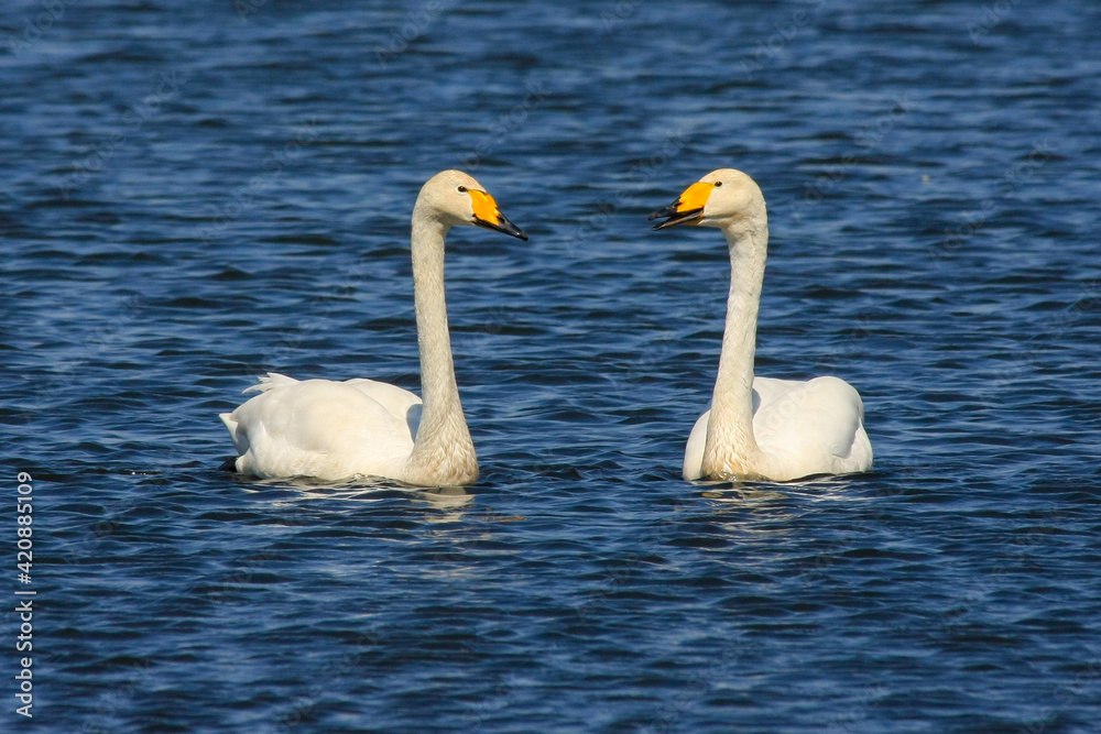 Two whooper swans on the lake. (Cygnus cygnus) Two whooper swans on the lake. (Cygnus cygnus)
