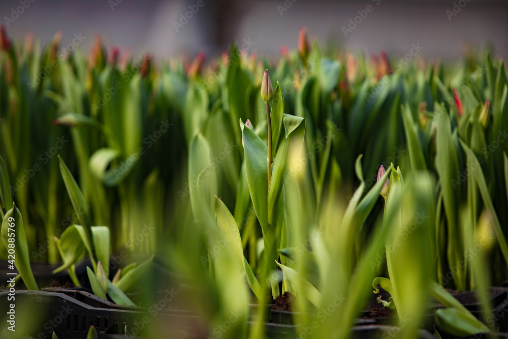 Fototapeta premium green fresh tulips growing in the greenhouse