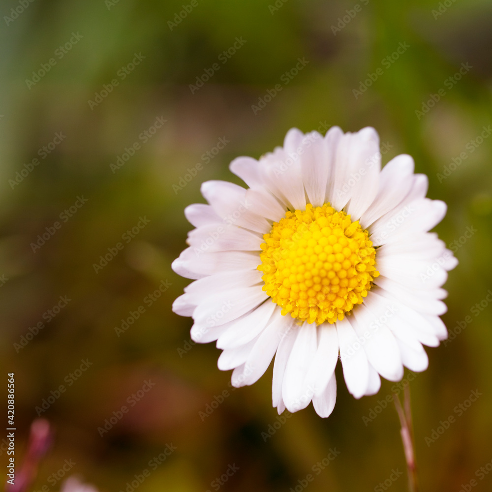 The square photo of a summer chamomile was shot in a macro style. There is a space for text. The square photo of a summer chamomile was shot in a macro style. There is a space for text.