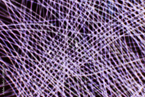 Sweeping lines of microscopic algae filaments from pond water.