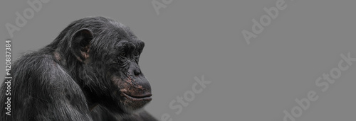 Foto Banner with a portrait of happy smiling Chimpanzee, closeup, details with copy space and solid background