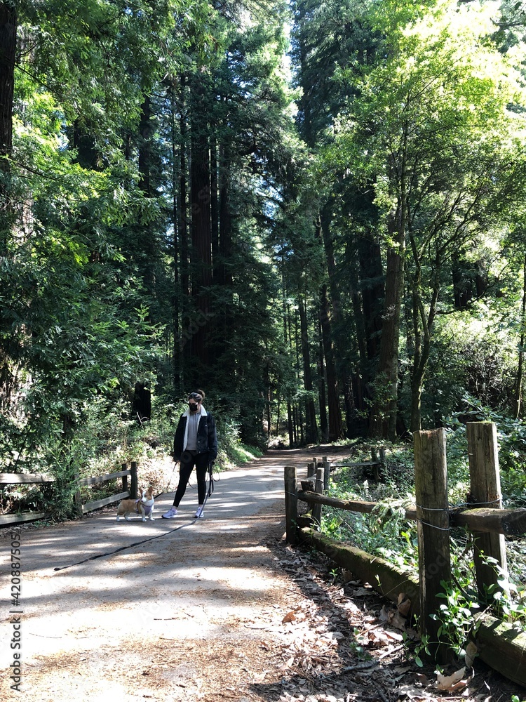 walk in the woods walk in the woods