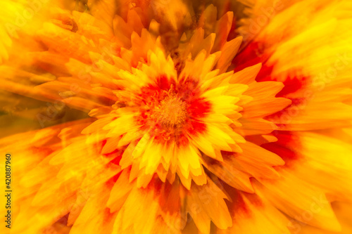 Abstract multiple exposure of a coreopsis flower in Connecticut.