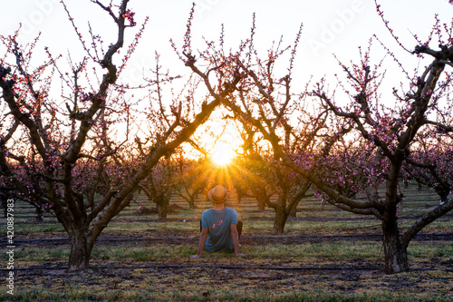 Man sitting in a field of colorful blooming fruit trees watching the sunset  relaxed and calm. Peach trees in spring with pink flowers and sun rays in spring. The good weather is here. Inspiration.