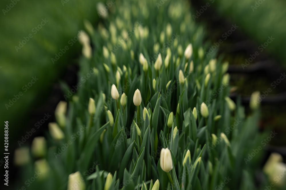 green fresh tulips growing in the greenhouse green fresh tulips growing in the greenhouse