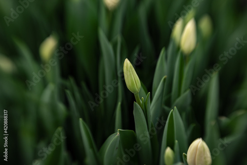 beautiful fresh tulips for mothers day growing in nature