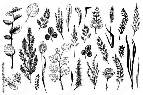 Wallpaper Mural Wild herbs and flowers painted are in engraving style. Torontodigital.ca