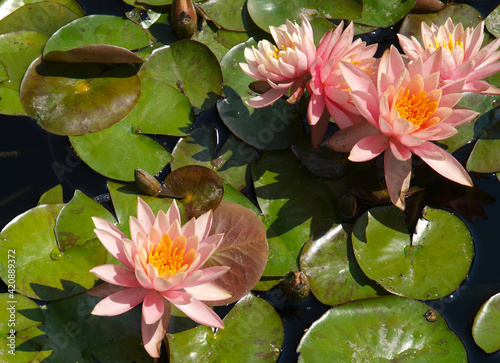 Pink water lily in a pond with green leaves. 