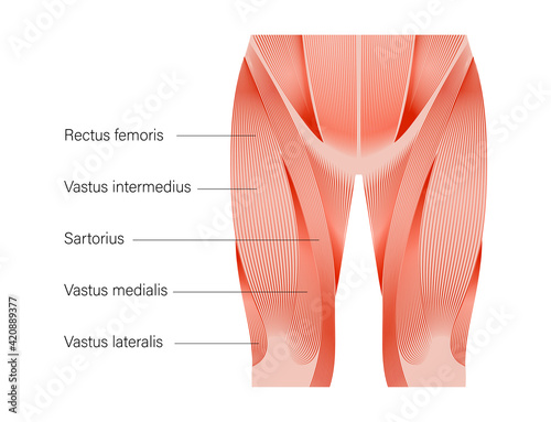 Muscular system legs