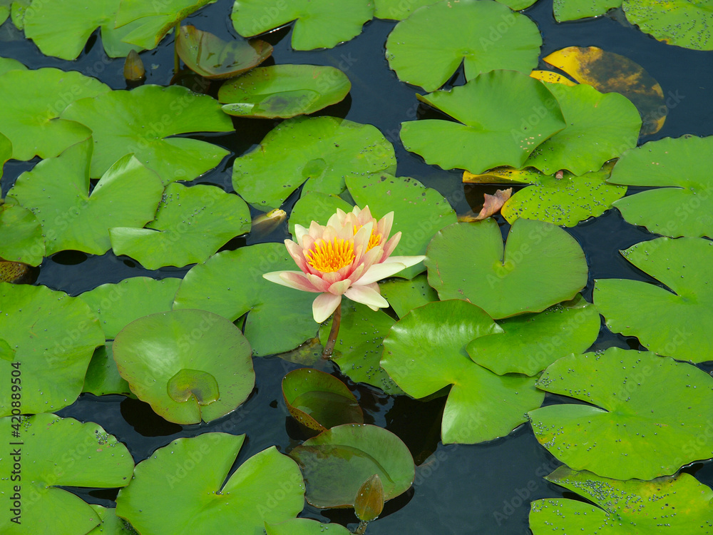 Pink water lily in a pond with green leaves. Pink water lily in a pond with green leaves.