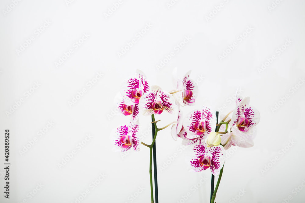 Blooming Phalaenopsis Anthura Marbella orchid on a white background.Copy space Blooming Phalaenopsis Anthura Marbella orchid on a white background.Copy space