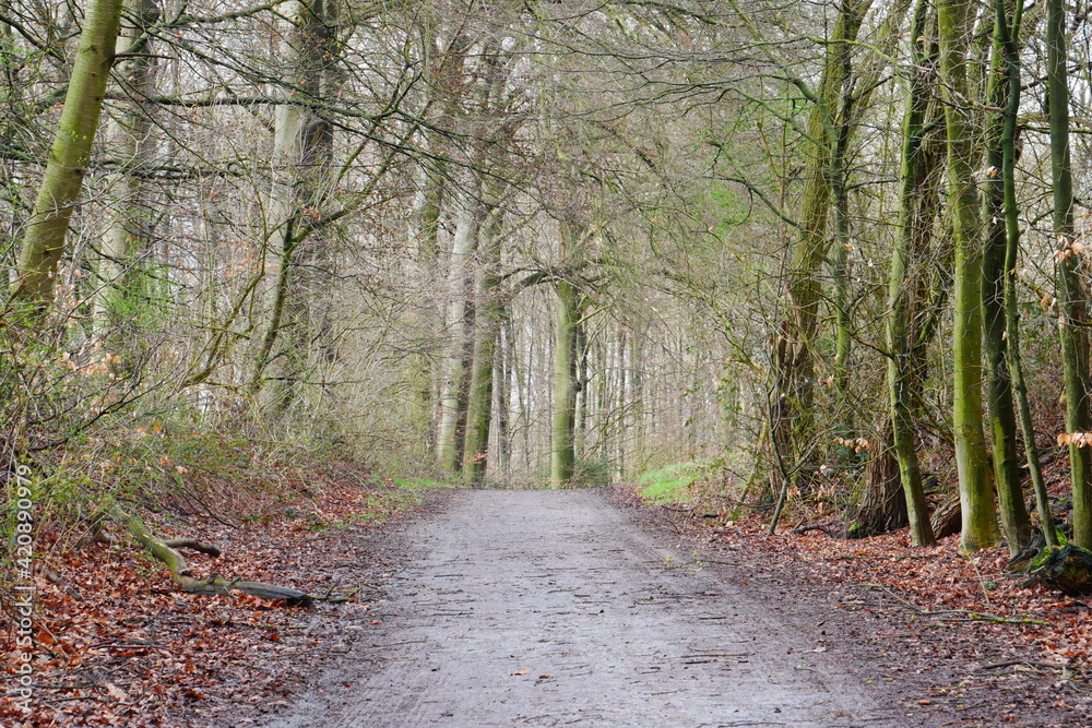 Fototapeta premium forest path through the winter forest on a day with rain