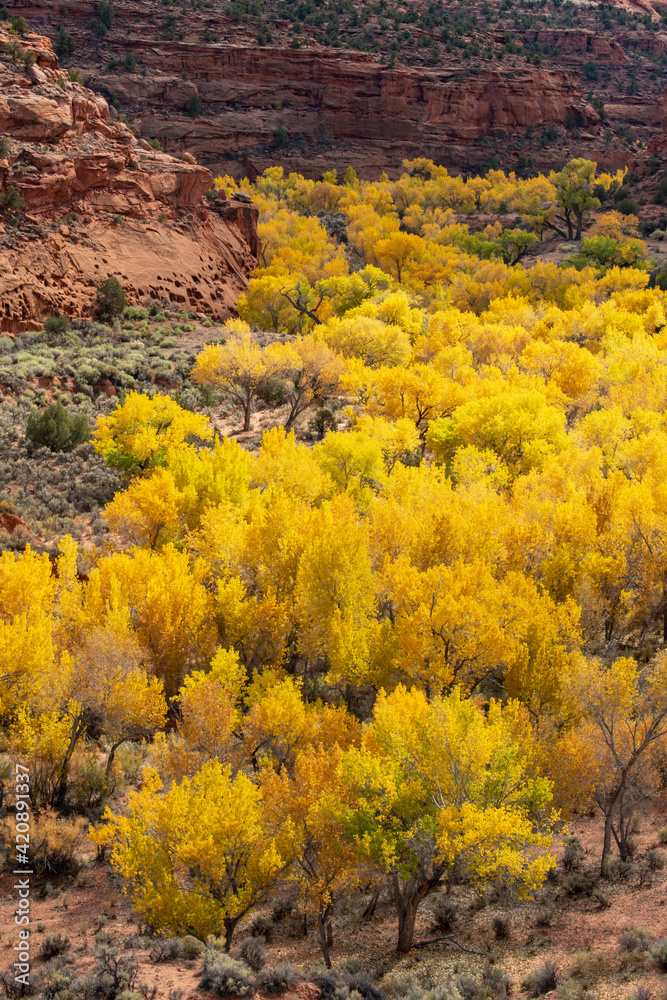 USA, Utah. Autumn cottonwoods against textured canyon wall, Grand Staircase-Escalante National Monument.