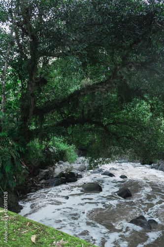 large tree next to the river contaminated by sewage that people discard, near the city of Pereira-Colombia. very dirty creek that is polluting the waters of the Otun River. contaminated water resource photo