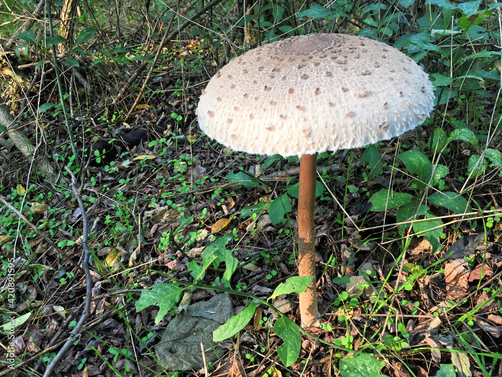 Edible Parasol mushrooms in the woods Edible Parasol mushrooms in the woods