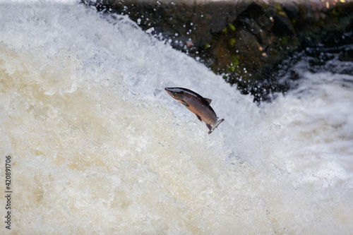 Migrating to spawing grounds in the northern of Scotland, wild Atlantic Salmon leap on the waterfall.