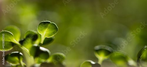 fresh green seedlings growing healthy ecological food microgreens