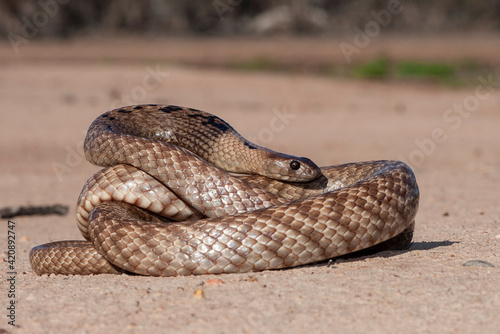 Strap-snouted Brown Snake curled up