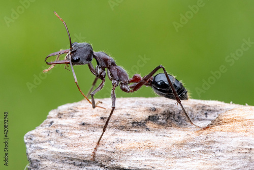 Australian Bull Ant preening itself © Ken Griffiths