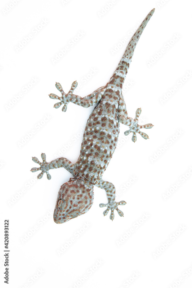 Naklejka premium gecko on white background. Tropical asian geckos, True geckos.