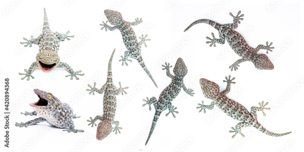 Set of gecko on white background. Tropical asian geckos, True geckos. Set of gecko on white background. Tropical asian geckos, True geckos.