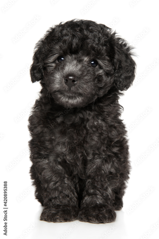 Gray Poodle puppy looking at the camera sitting Gray Poodle puppy looking at the camera sitting